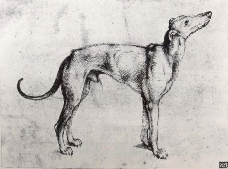 Albrecht Durer A Grayhound oil painting picture
